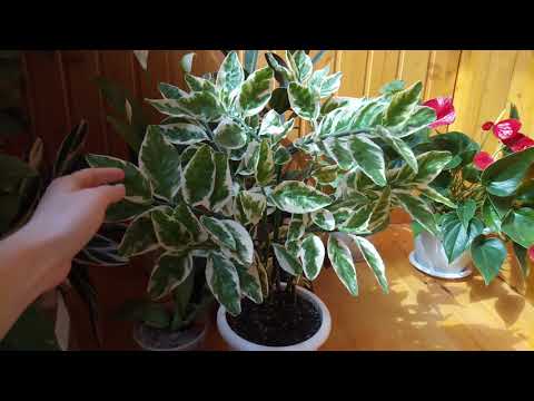 Видео: Педилантус Уход в домашних условиях
