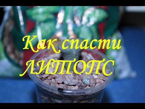 Видео: Спасаем Литопс ч1