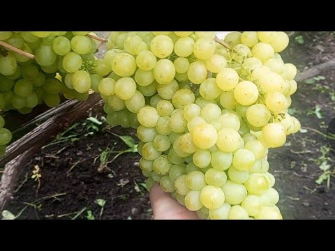 Видео: Хакасия, виноград в Сибири🍇