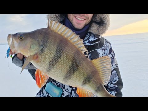 Видео: МОРДАТЫЕ ОКУНИ! Куда поехать ловить?! ЗИМНЯЯ рыбалка на балансиры, ОГРОМНЫЕ полосатые