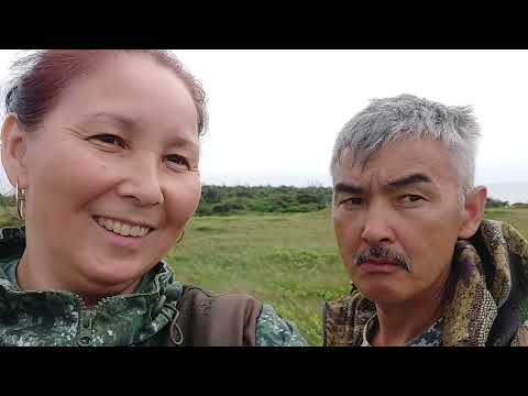 Видео: Собираем северную малину, ЯГОДА МОРОШКА.
