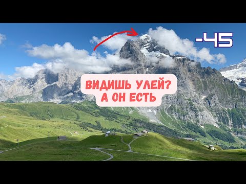 Видео: Как идёт зимовка пчёл в Альпийских ульях на сетчатом дне