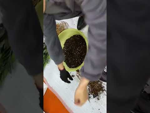 Видео: Чёрный доллар ҚАРА ДОЛЛАР