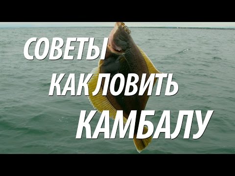 Видео: РЫБА КАМБАЛА ЛОВЛЯ С БЕРЕГА. МОРСКАЯ РЫБАЛКА НА КАМБАЛУ