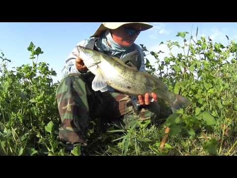 Видео: Змееголов, судак и жерех - хищники малой реки / Snakehead, zander and aspius: hunters of small river