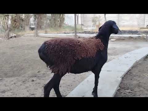 Видео: 2 ноября 2025 г.