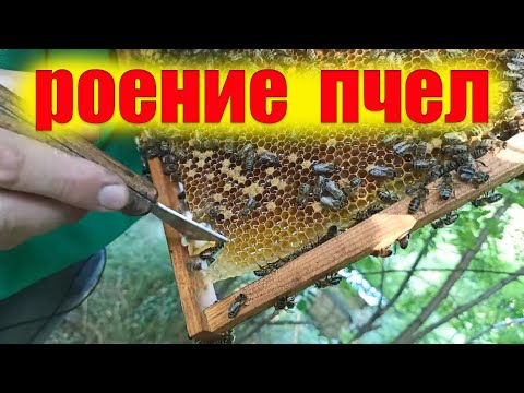 Видео: Роевое состояние пчел во время взятка. Как вывести пчел с роевого состояния