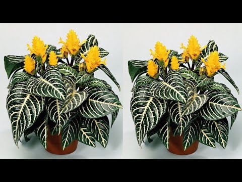 Видео: Как сделать цветок (Aphelandra Squarrosa) из полиэтиленового пакета | Идеи Цветочных Поделок