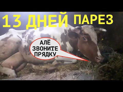 Видео: 13 ДНЕЙ ТО ЛЕЖАЛА ТО ВСТАВАЛА КАК ПОДНИМАЛИ?