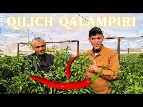 Видео: Yangi Qilich Qalampri Hosillari 1 Video Piskent | Янги Қилич Қалампри Ҳосиллари 1 Видео Пискент