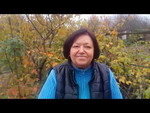 Видео: Черная малина кумберленд. Обрезка, пересадка и подготовка к зиме