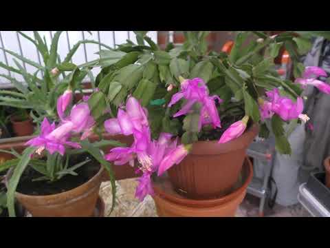Видео: Декабристы. Цветение, ревизия, пересадка