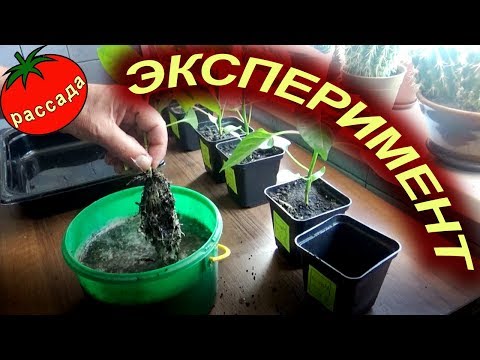 Видео: СДЕЛАЙТЕ! ПИКИРОВКА ПЕРЦЕВ - ЭКСПЕРИМЕНТ
