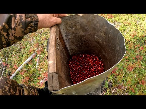 Видео: Собираем дары леса.