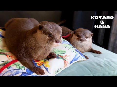 Видео: Выдры наслаждаются виллой с горячим источником
