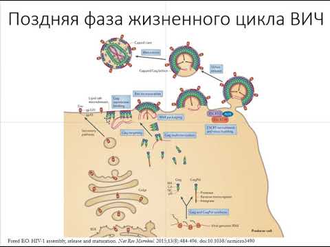 Видео: Вирус иммунодефицита человека.