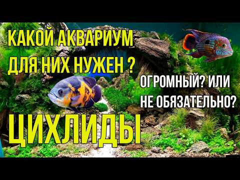 Видео: ЦИХЛИДЫ. Какой Объём Аквариума для них Нужен. Как Содержать Много ЦИХЛИД в Одном Аквариуме