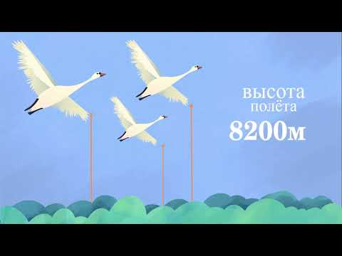 Видео: Голубева Мария  «Линейная мультимедийная презентация. Фауна  Млекопитающие "Лебедь"», ВХУТЕИН,
