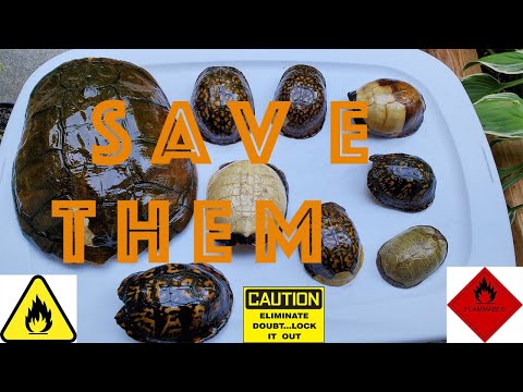 Видео: Как очистить и сохранить панцирь черепахи на всю жизнь!