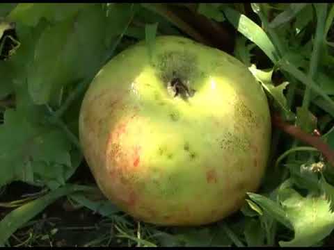 Видео: Зеленый сад фильм № 41"Персики, виноград и яблони" от 31.10.2009г. г.Хабаровск (zeleniisad.ru)