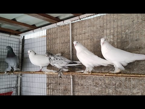 Видео: Бойние голуби. Как зимуют голуби у меня. 09.12.2024 Грузия. Тбилиси