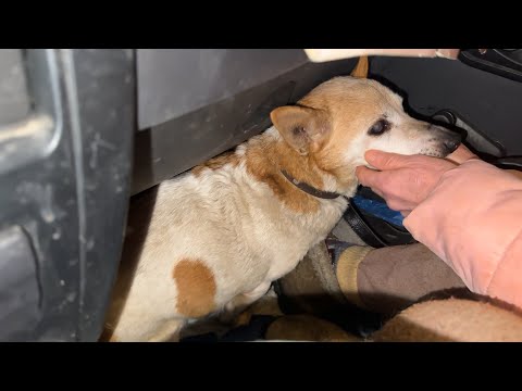 Видео: Страшные секреты старой собачки: какие загадки таит ее прошлое?!