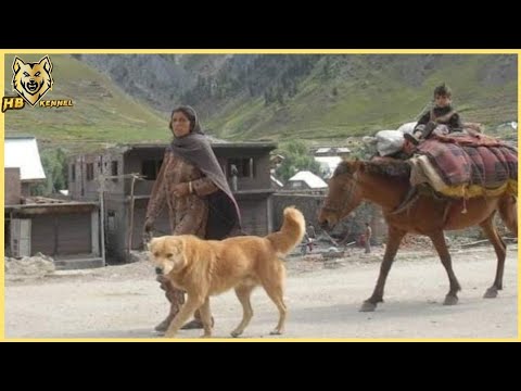 Видео: Среднеазиатская овчарка.  Алабай собака