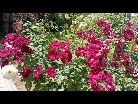 Видео: Цвітіння троянд.Свіжість і недоторкана краса вражають!🌹🥹(Частина 7)