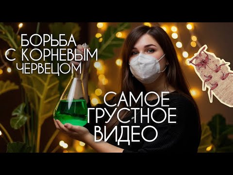 Видео: САМОЕ ГРУСТНОЕ ВИДЕО - сражаюсь с корневым червецом..