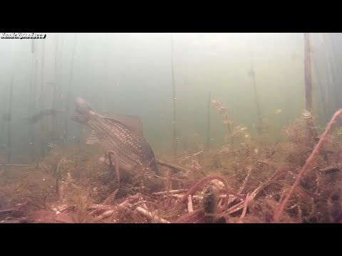 Видео: Снимая подводный мир обнаружил сеть.