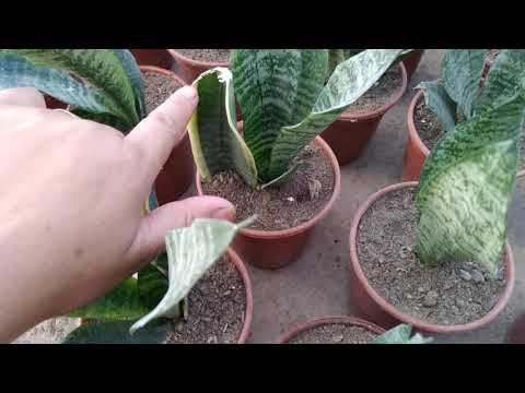 Видео: Гулларимиз янада арзонлашди