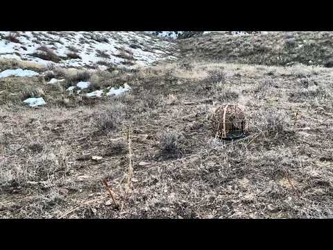 Видео: Охота на кеклика