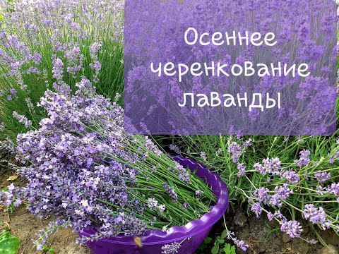 Видео: Осеннее черенкование лаванды.