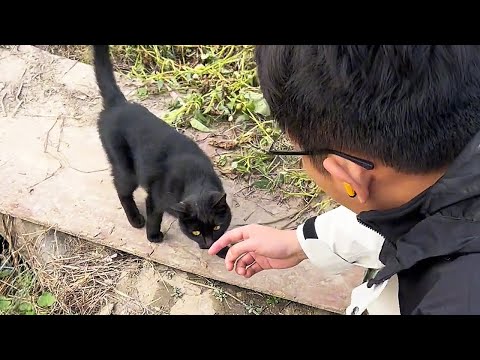 Видео: Мы нашли нашу кошку, пропавшую год назад, и она всё ещё помнит нас!