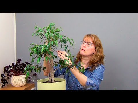 Видео: Сращивание фикусов Бенджамина (ч.4).