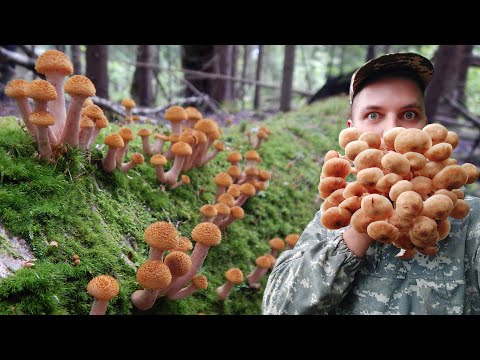 Видео: Осенние опята летом! Массовый сбор и готовка на природе.