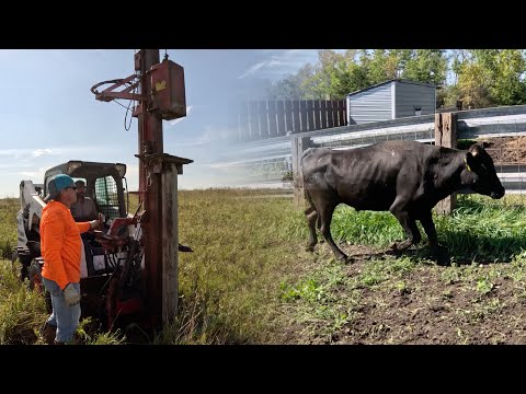 Видео: Проблемы с быками: как оторвать их от телок
