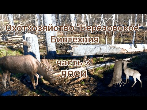 Видео: Лоси бегом бегут на солонец!