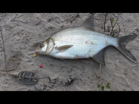 Видео: 🐟Що можна зловити на FLAT на Дніпрі влітку❓  Зелена Гатка☘