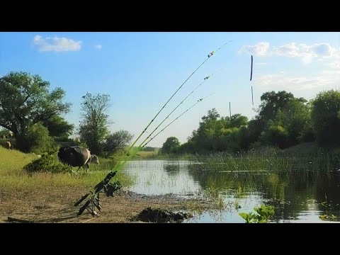 Видео: Удочка затрещала, КОГДА ОН ВЗЯЛ!!!! Рыбалка на сазана, карася с ночёвкой