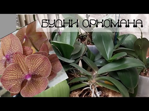 Видео: Полив. Любимый коктейль для профилактики корневых гнилей у орхидей.