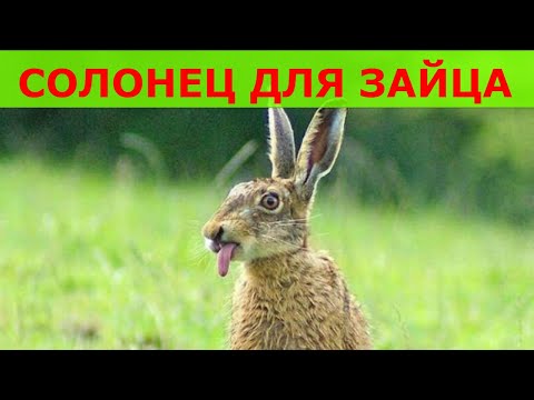Видео: Солонцы для зайца весной