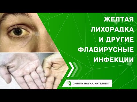 Видео: Желтая лихорадка и другие флавирусные инфекции