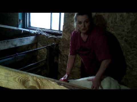 Видео: Коза вздулась.Как помочь козе за 40 минут,без лекарств.Коза  сразу ест и жуёт жвачку.