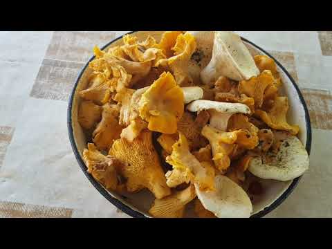 Видео: ЕЛАТЕ С  НАС ЗА ГЪБИ В ГОРАТА