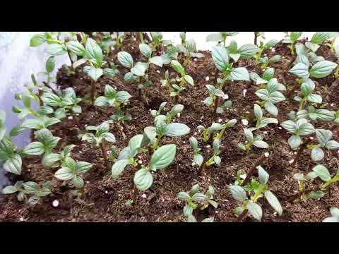 Видео: Появились корешки!👍Древесное черенкование метельчатой гортензии. #черенкованиеметельчатойгортензии