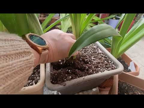 Видео: подготовка гиппеаструмов к зимовке