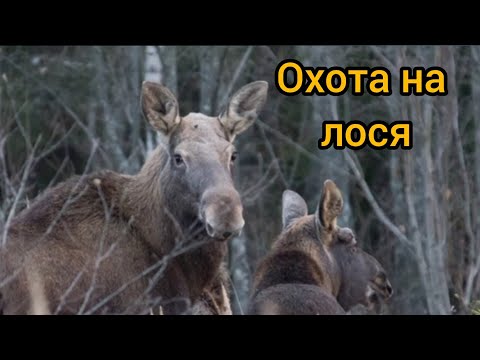 Видео: Загонная охота на лося 17.10.2024