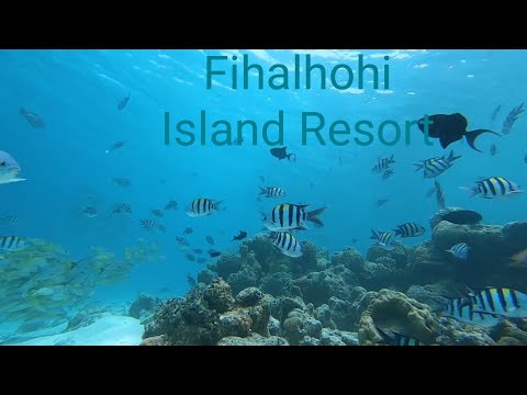 Видео: Мальдивы. Акула-Нянька и предпоследний день. Fihalhohi