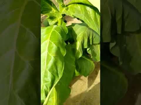 Видео: Мамонт почти созрел, Сильвер тоже.